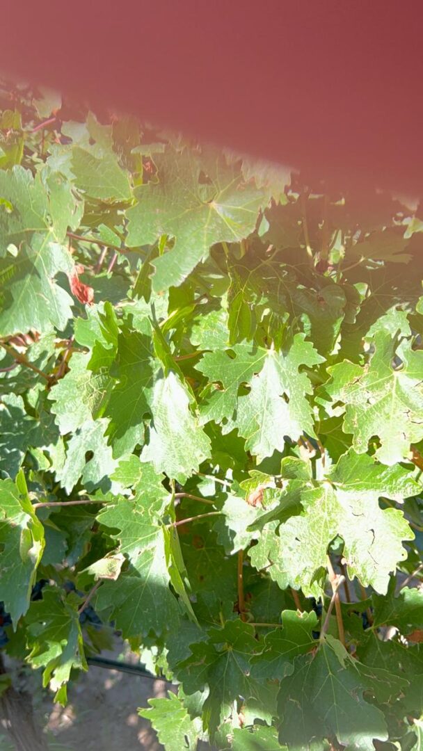 WhatsApp Image 2025-11-04 at 2.55.10 PM (3)