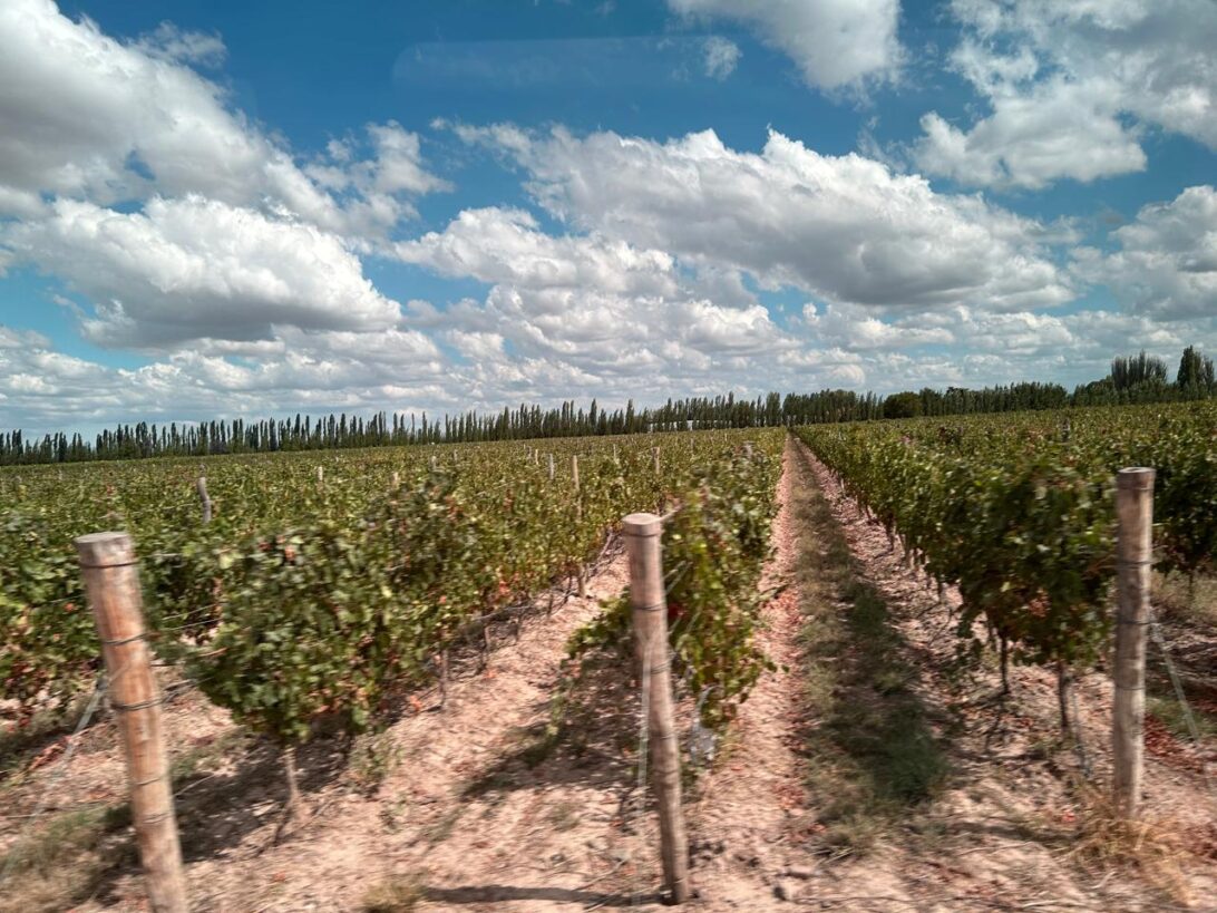 WhatsApp Image 2025-11-04 at 2.55.11 PM (6)